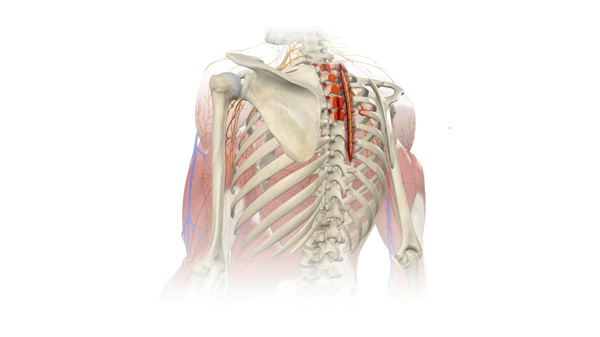 spine-illustration